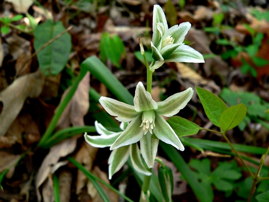 {Ornithogalum nutans}